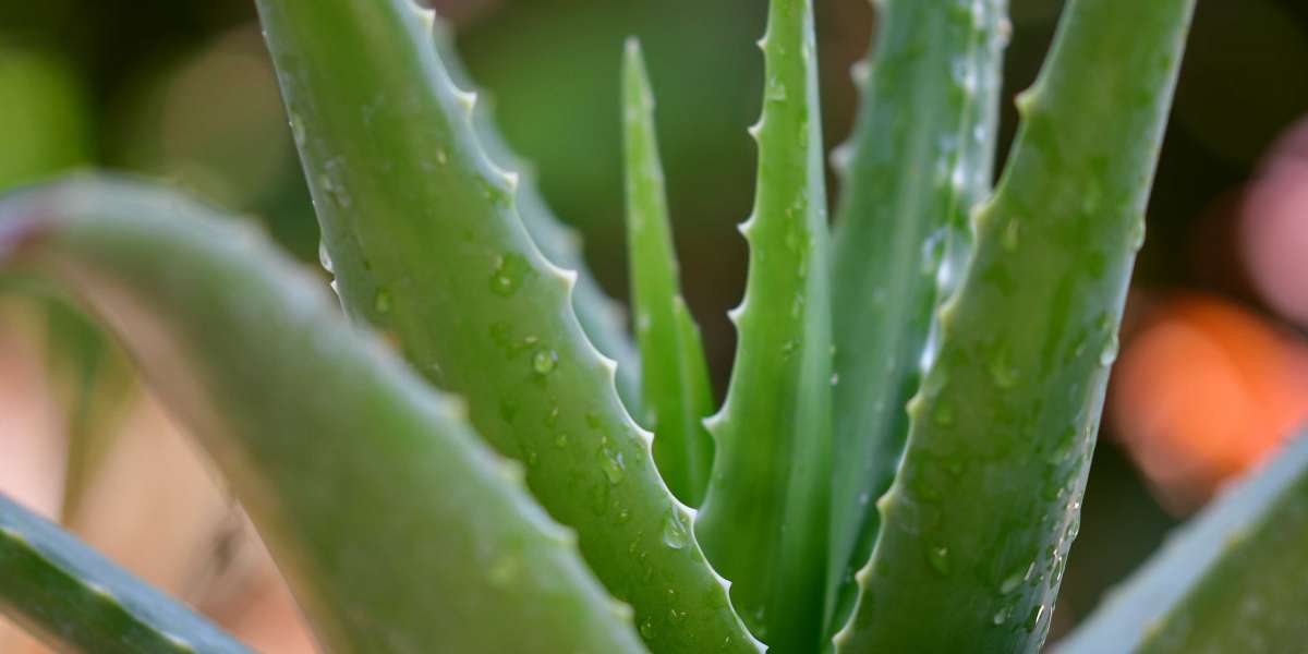 4 Amazing Health Benefits of Aloe Vera