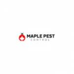 Maple Pest