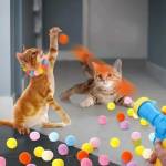 Cat Toy Training