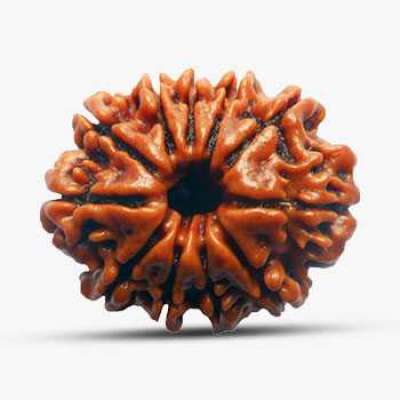 11 Mukhi Rudraksha Profile Picture