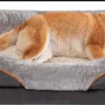 Orthopedic Dog Beds